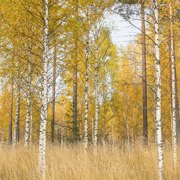 Beautiful Autumn Landscape with Vibrant Colors Backdrop - Backdropsource