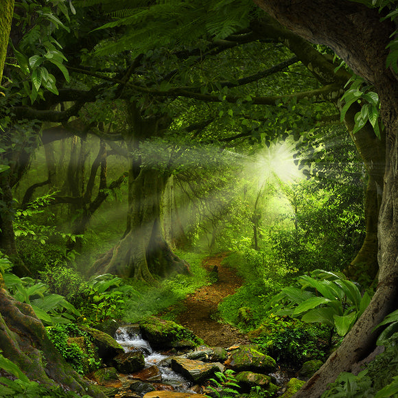 Deep Tropical Jungle Nature Backdrop - Backdropsource