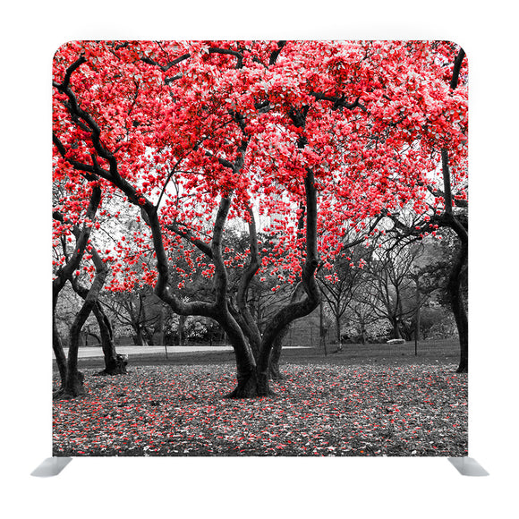 Autumn Park With Color Trees As Nice Natural Background Media Wall - Backdropsource